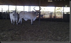 IMAG0115 (Small)