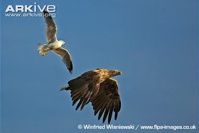interactions between birds