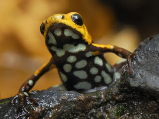 Funny Poison Dart Frog