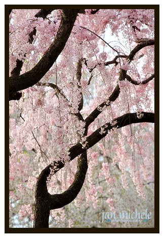 Washington DC Cherry Blossoms 2010