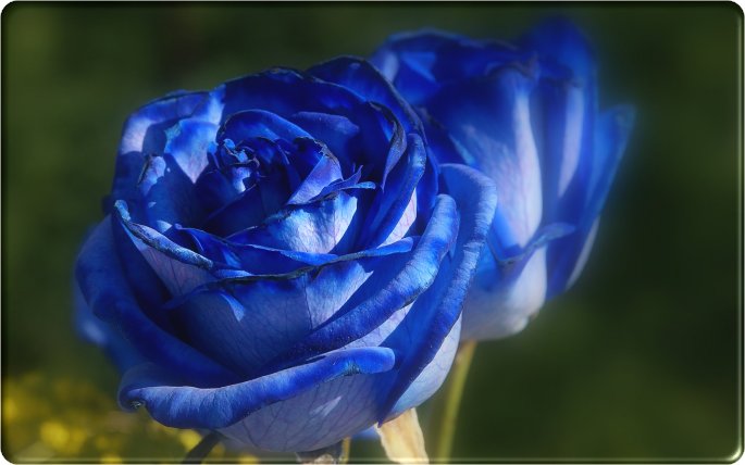 Beautiful Blue Rose Flowers