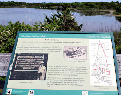 The Cape May Hawk Watch and Nature Trail in New Jersey