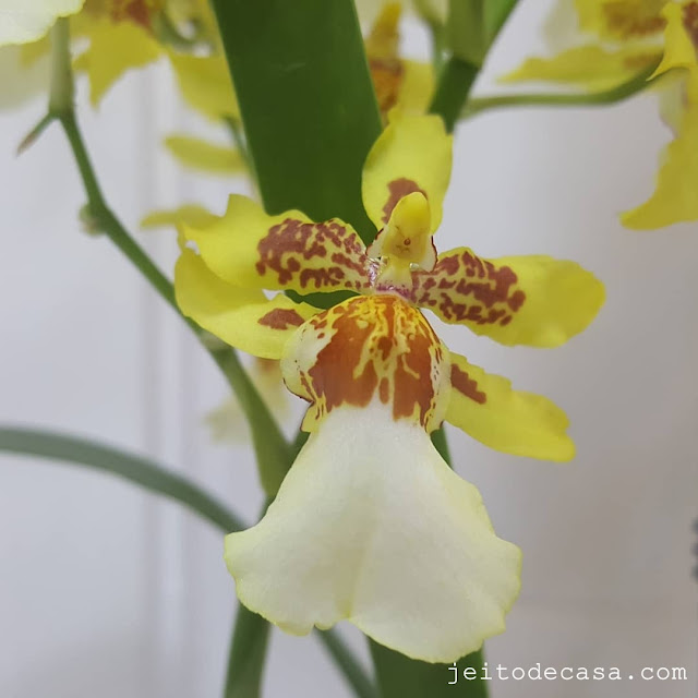 orquidea-perfumada-hawaiian