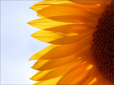 sunflower pictures