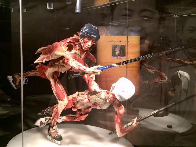 Wystawa Body Worlds & The Cycle of Life