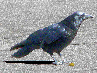 Crow on pavement