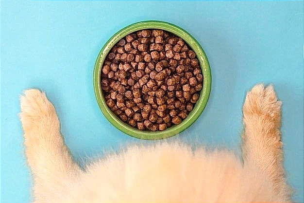 El gato no debería comer comida de perro, ya que no posee los nutrientes necesarios para los gatos