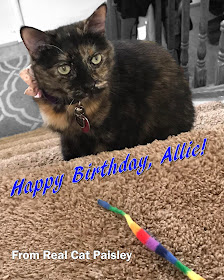 Real Cat Paisley wishes Allie a happy birthday!