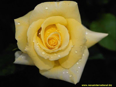 rose flowers images. Rose Flowers - wallpapers