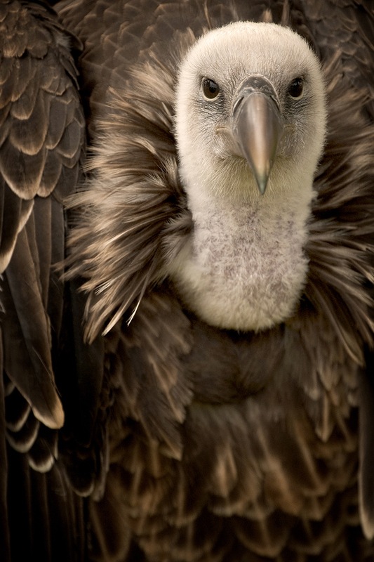Griffon-wildlife-photography Griffon-wildlife-photography