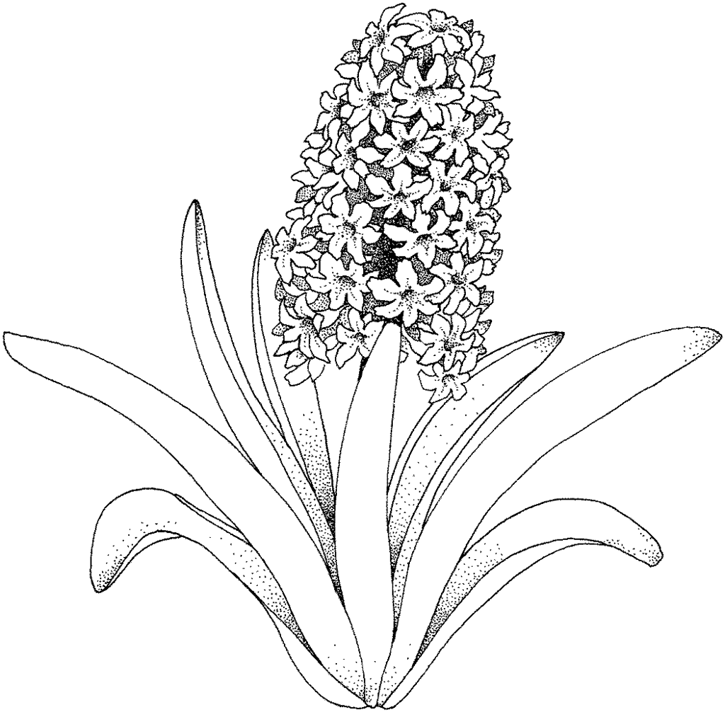 Coloring Pages Flower Free Printable Coloring Pages