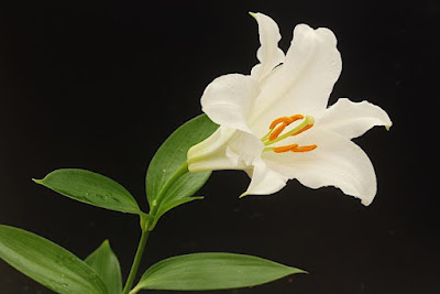 Лилия благороднейшая (Lilium nobilissimum)