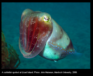 Cuttlefish spotted at Lizard Island.  Photo: John Huisman, Murdoch University, 2008