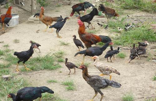 Panduan Teknis Lengkap Cara Simpel Memelihara Ayam Kampung Pedaging Hasil Tinggi
