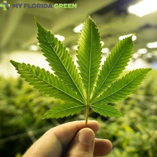 MedicalMarijuana Card Merritt Island