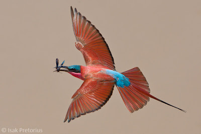 puku ridge, c4 images and safaris, photographic workshop, nature photography, wildlife, isak pretorius