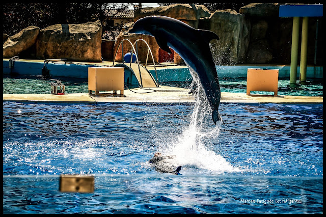 dauphin marineland