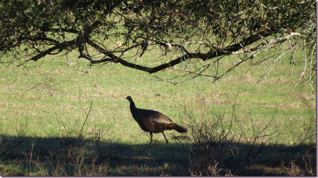 turkeyIMG_2160