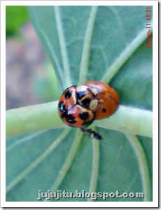 Coelophora inaequalis_mating 01