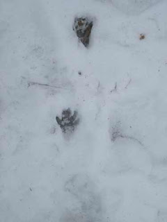 Raccoon Prints In The Snow.