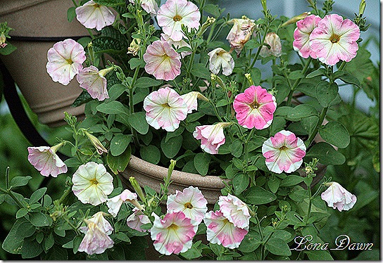 Roma_Petunia