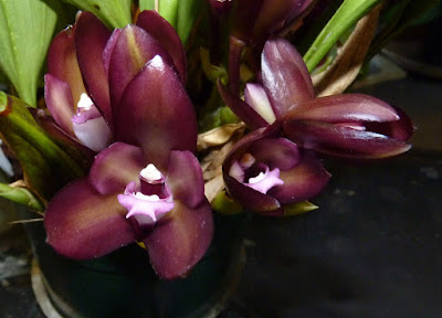 Bifrenaria atropurpurea orchid plant care and culture