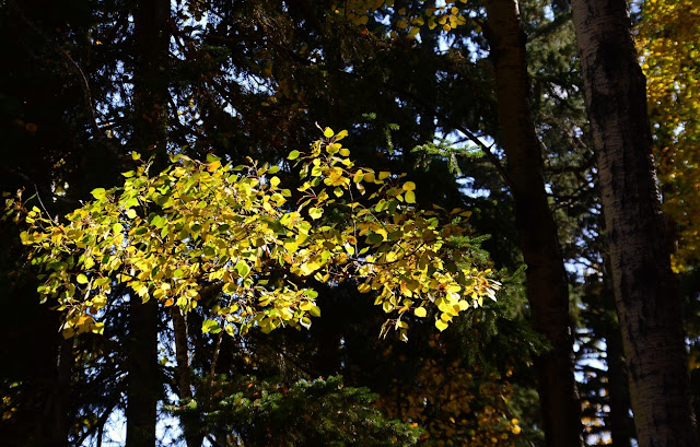 autumn equinox, mabon, apjumibas, jumis day, altar, offering