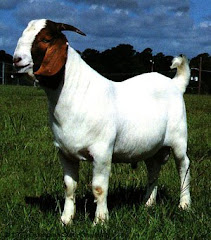 Boer