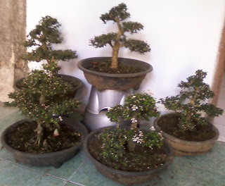 Belajar Mengelola Tahap Tahap Pembentukan Bonsai 