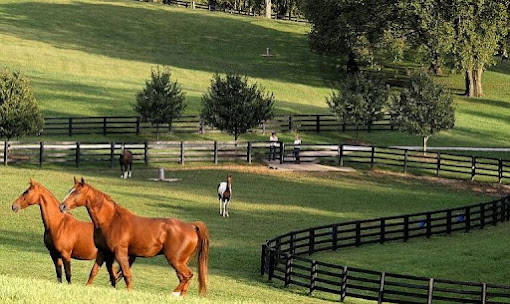 Horse breeding project; Project feasibility study