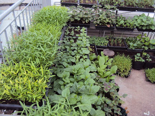 Thiết kế vườn rau đẹp trên sân thượng cho lớp học