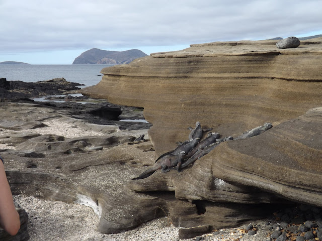 Iguanas marinas, Isla Santiago, Galápagos