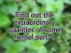 Find out the extraordinary qualities of some herbal part-4