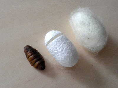 Silk Worms