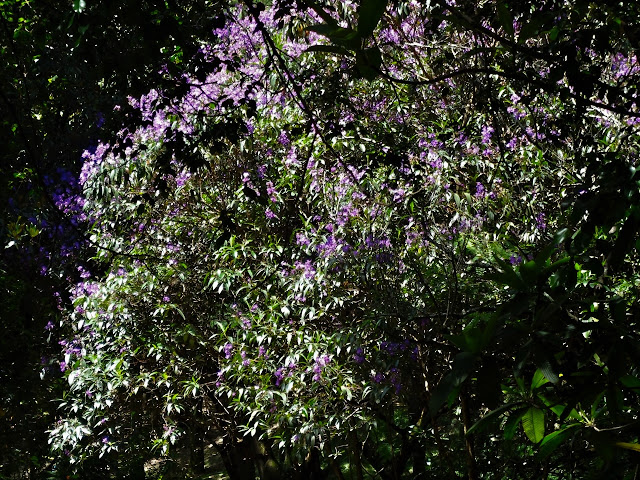 Quaresmeira - Parque São Domingos