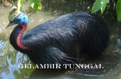 jenis burung kasuari