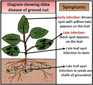 Tikka disease of groundnut