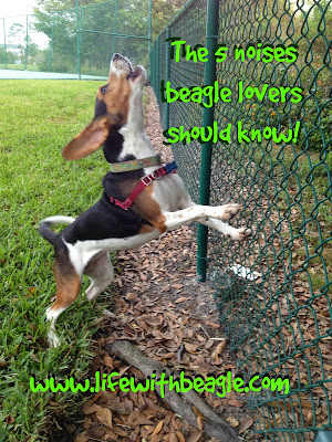 The 5 noises beagle lovers should know
