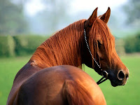 Resultado de imagen de caballo con las orejas hacia delante