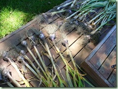 Garlic
