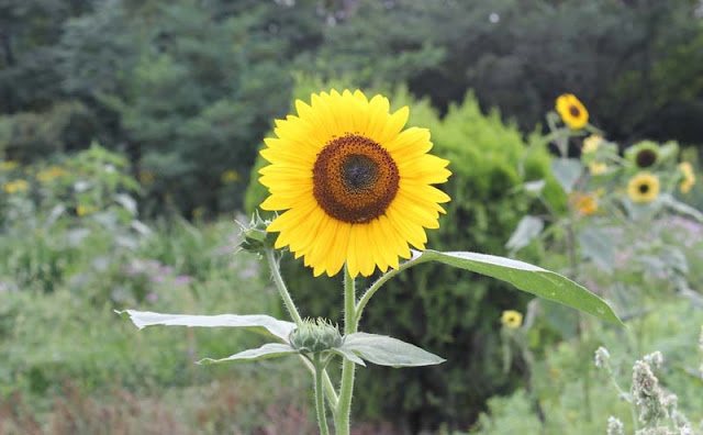 Sunflower Pictures