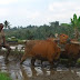SAPI TIPE PEKERJA
