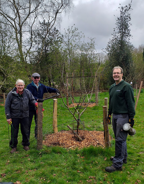 three people holding tools stand around an Ashmead Kernel apple tree