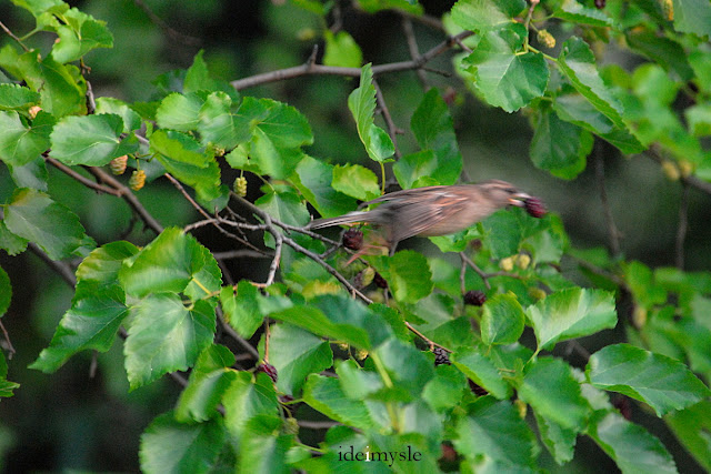 owoce morwy, miejskie ptaki, mulberry fruit