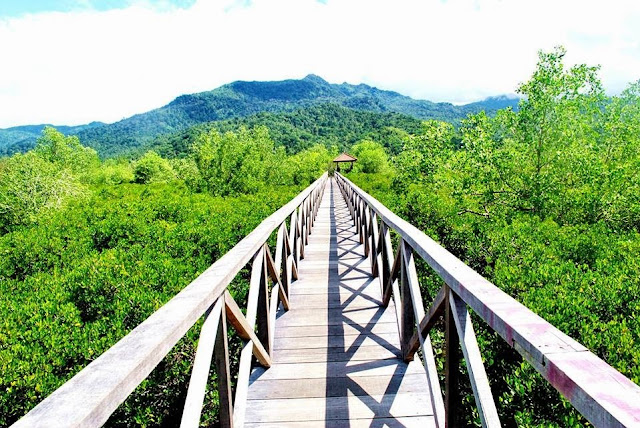 Hutan Mangrove / Jembatan Galau Cengkrong