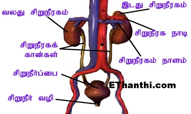 உங்கள் சிறுநீரகத்தை காக்க பொன் விதிகள் !