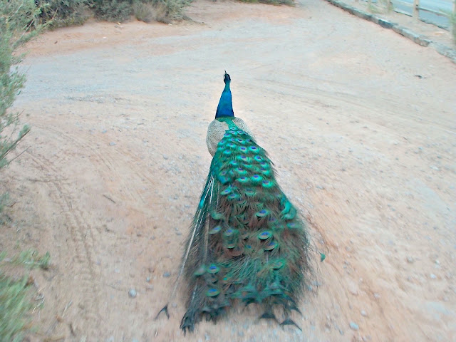 Peacock Guide - Image: M Burgess - All Rights Reserved