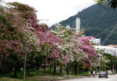 Flower Tree Penang Pisa