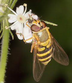 Hoverfly, Syrphus species.  Walk round the Hawkwood Estate, 30 August 2016