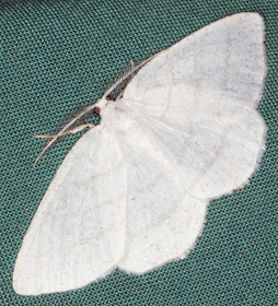 Moth, Common White Wave, Cabera pusaria.  Keston Common moth trap, 2 July 2011.